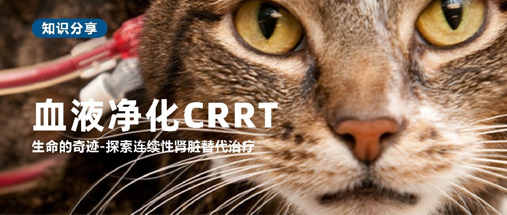 探索连续性肾脏替代治疗（CRRT）