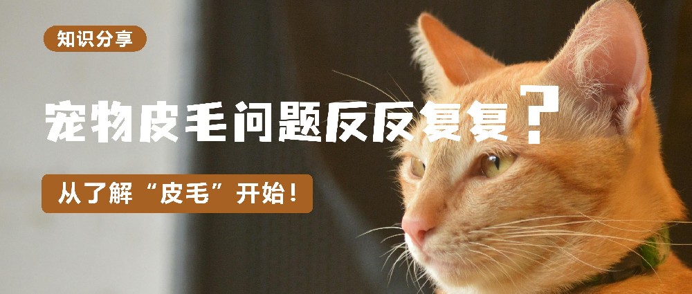 宠物皮毛问题反反复复？从了解“皮毛”开始！