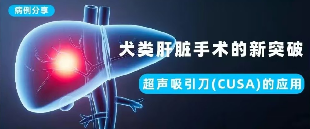 病例分享|超声吸引刀（CUSA）的应用—犬类肝脏手术的新突破