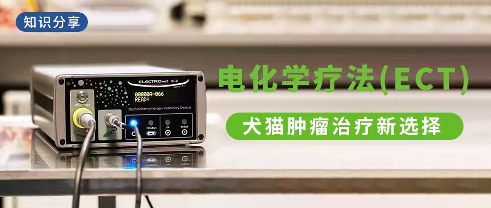 知识分享| 电化学疗法(ECT)——犬猫肿瘤治疗新选择