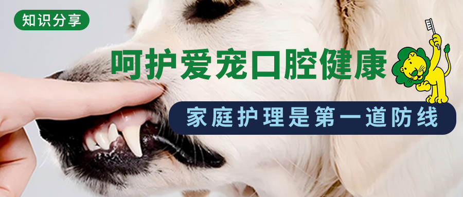 知识分享|宠物口腔健康护理的第一道防线